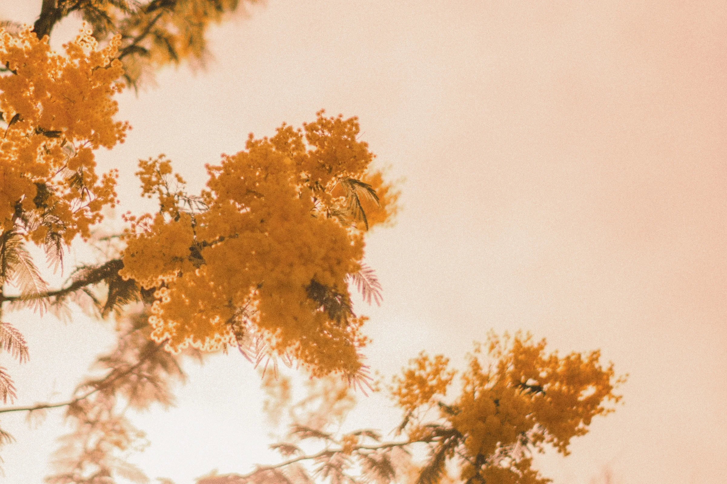 Branches de mimosa en fleurs sur ciel doux